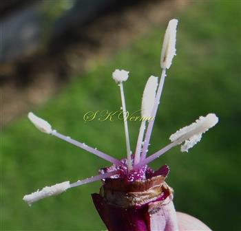  Stamens and Pistil